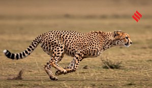 Fastest animals on Earth