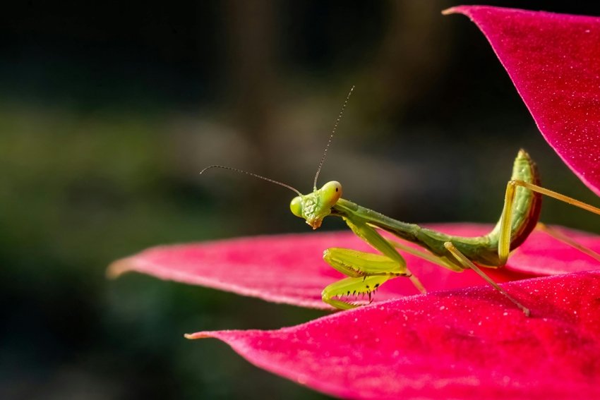 Female praying mantis bites
