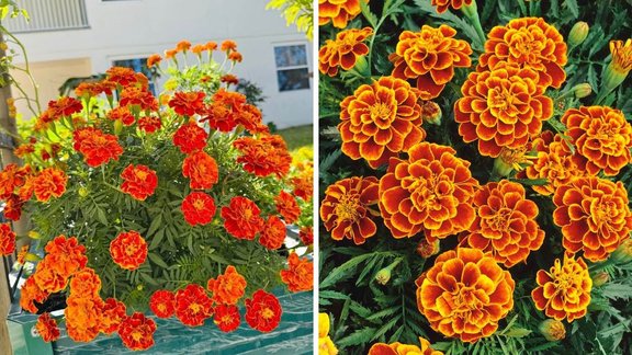 French Marigold, French marigold growing in pots, African marigold French marigold care, How to Plant and Grow Marigolds