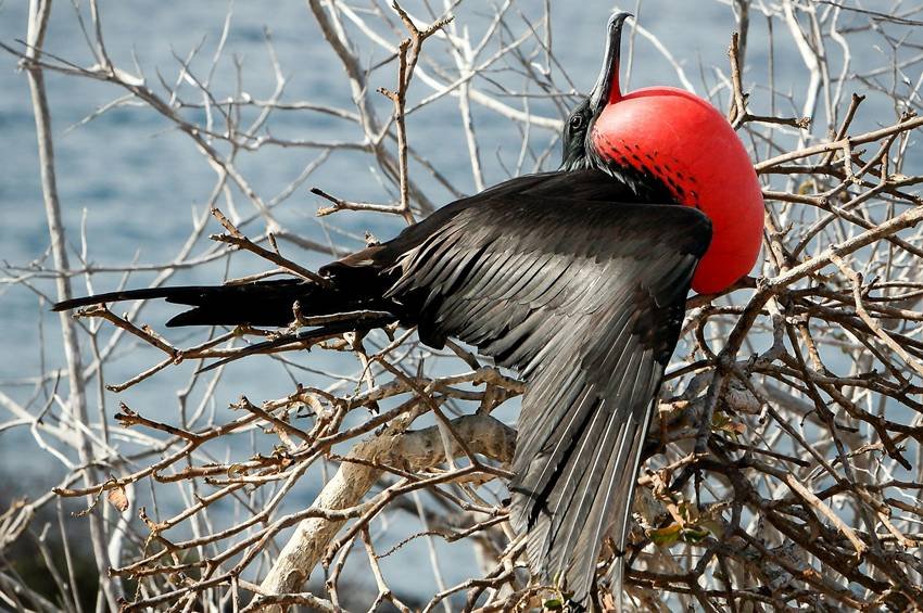 Frigatebird