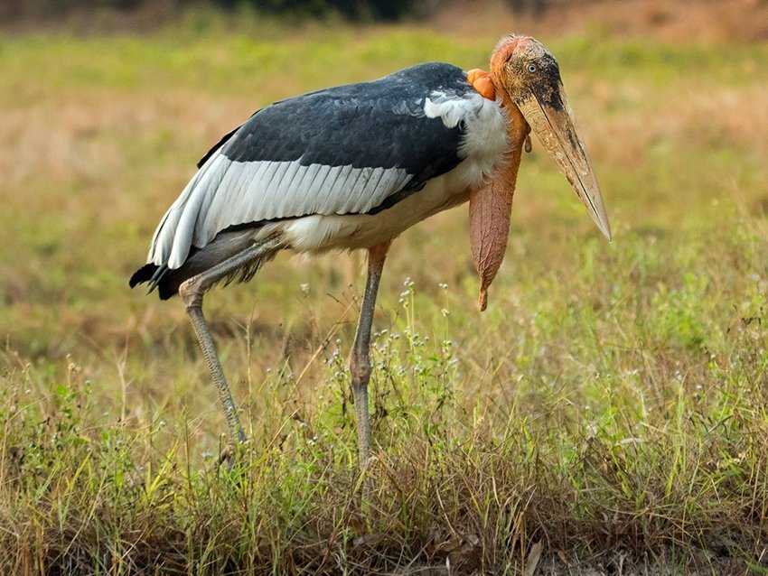 Greater Adjutant Stork