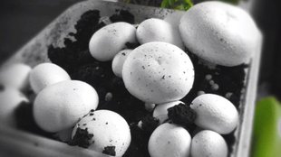 mushroom farming, Mushroom Farming Guide, How to Grow Mushroom, grow mushrooms at home