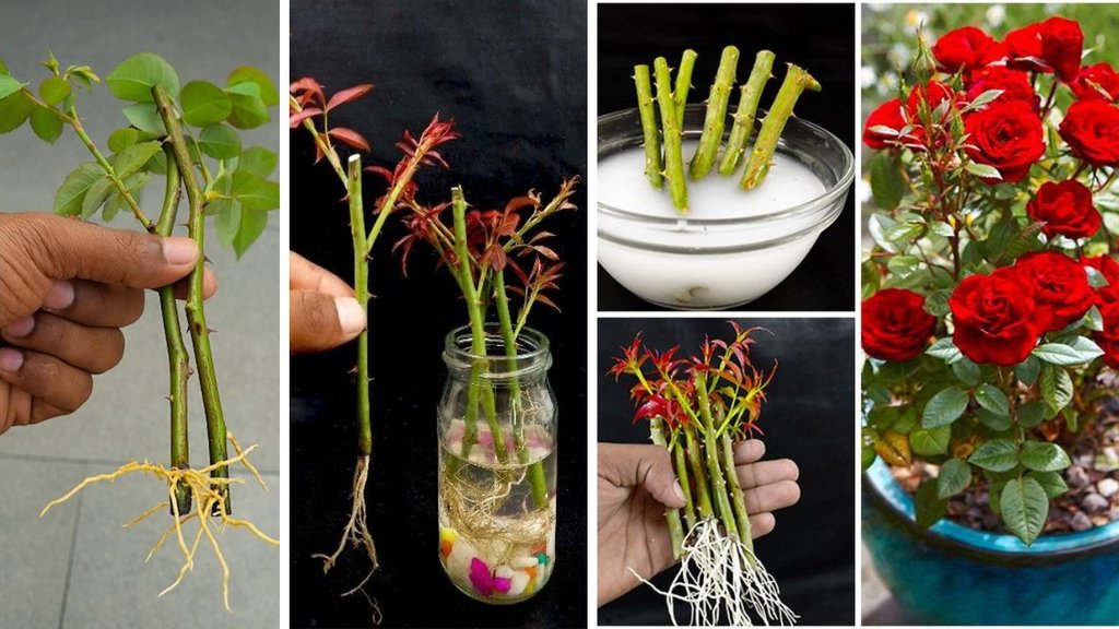 Gulab ki kalam kab lagaye| Gulab ki kalam kaise kate | Sardiyo mai Gulab ki kalam kab aur kaise lagaye Gulab ki kalam kab lagaye| Gulab ki kalam kaise kate | Sardiyo mai Gulab ki kalam kab aur kaise lagaye