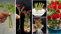 सर्दियों में इस तरह लगाएं गुलाब की कलम, कुछ ही दिनों में तैयार हो जाएगा नया पौधा