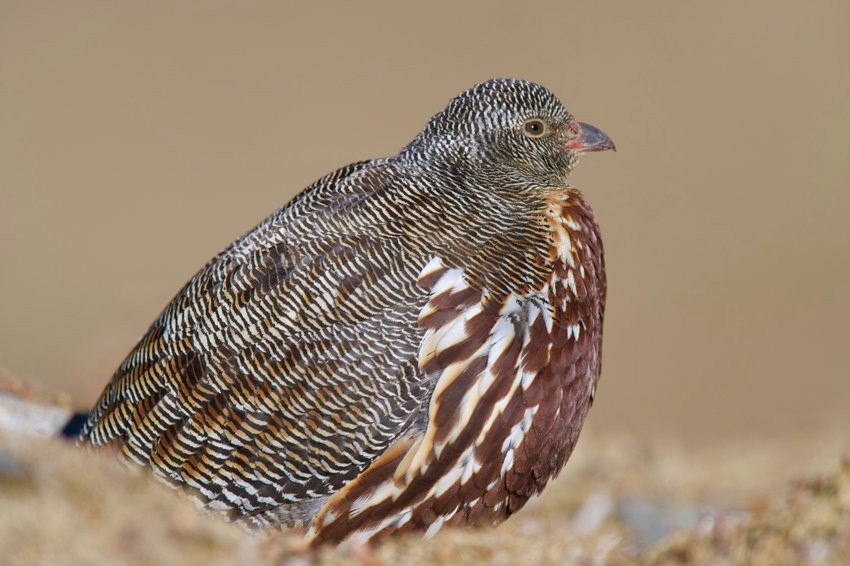 Himalayan Quail