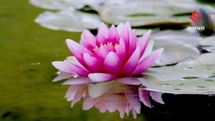 How the Lotus Became a National Symbol in Countries Beyond India