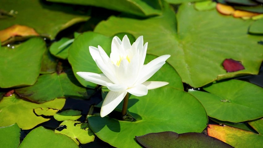 India national flower lotus