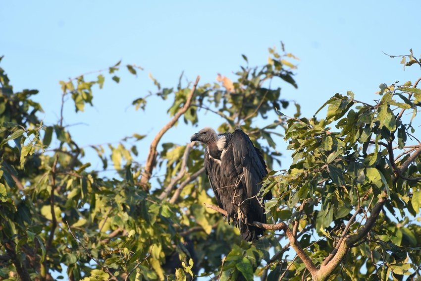 Indian Vulture