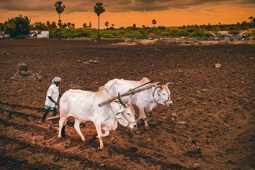 Indian harvest festivals