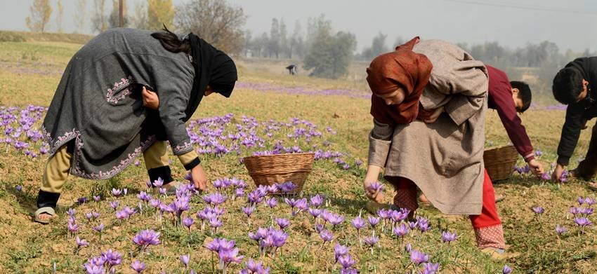 World’s largest saffron producer