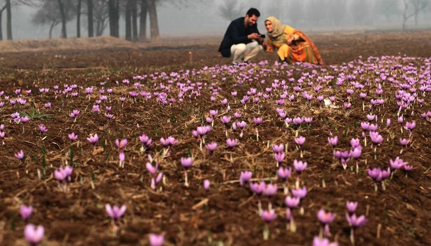 Iran saffron export
