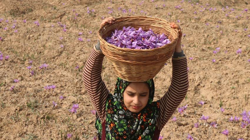 Saffron industry in Iran