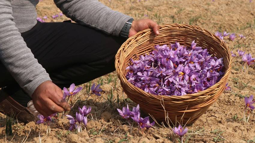 Why saffron is called red gold