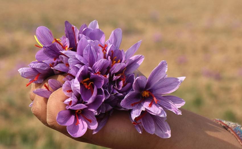 Saffron price and demand