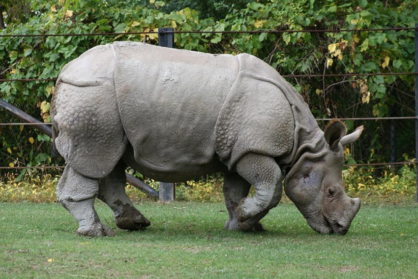 JAVAN RHINO