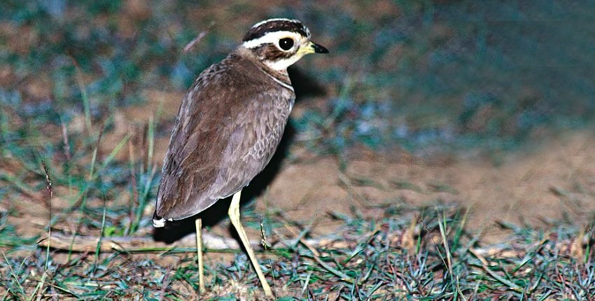 Jerdon's Courser
