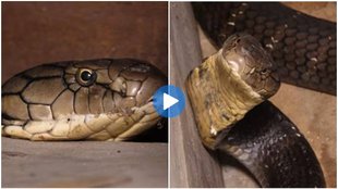 King Kobra, Viral Video, King Kobra Rescue Video viral, 12 Feet King Cobra,