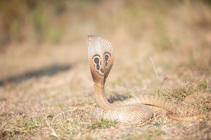 King Cobra