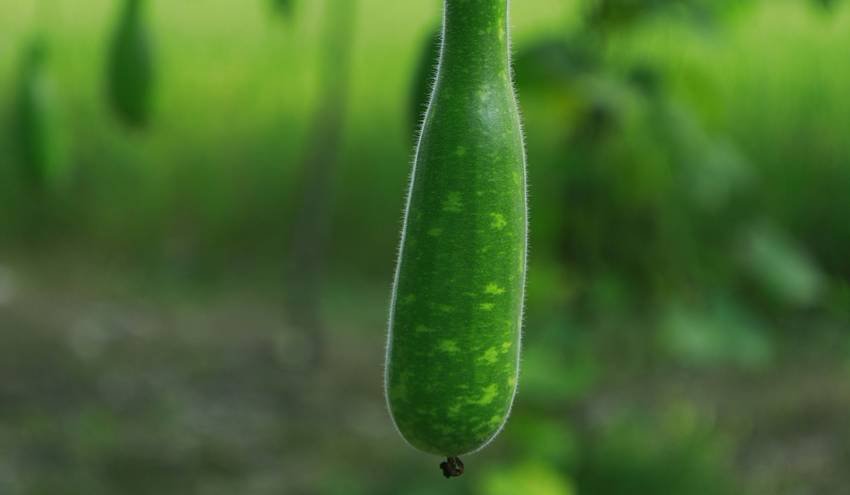 best time to drink lauki juice