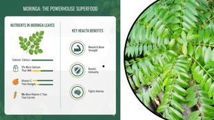 health benefits of moringa leaves in daily diet, moringa oleifera nutritional profile, moringa for blood sugar management, best ways to eat fresh moringa leaves