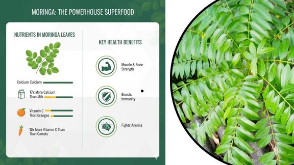 health benefits of moringa leaves in daily diet, moringa oleifera nutritional profile, moringa for blood sugar management, best ways to eat fresh moringa leaves
