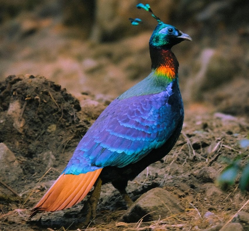 मोनाल (Monal)मोनाल एक बेहद खूबसूरत लेकिन शर्मीला तीतर है। यह मुख्य रूप से मध्य और पूर्वी नेपाल के ऊंचाई वाले जंगलों में पाया जाता है। अपने चमकीले पंखों और शांत स्वभाव के कारण यह प्रकृति प्रेमियों को आकर्षित करता है। (Photo Source: Pexels)