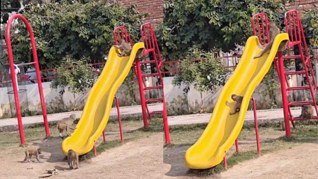baby monkey seen playing on swing in park viral video sparks debate