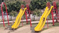 इंसानी बच्चों की तरह झूला झूलते दिखे नन्हे बंदर, वायरल वीडियो देख लोग बोले- हमारे बच्चे तो फोन में बिजी हैं