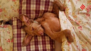 More Than Comfort How Sleeping Beside You May Help Your Dog Live Longer
