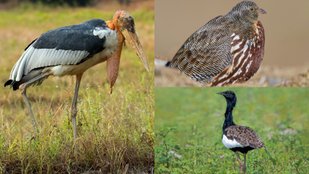 Most Endangered Bird Species Fighting for Survival