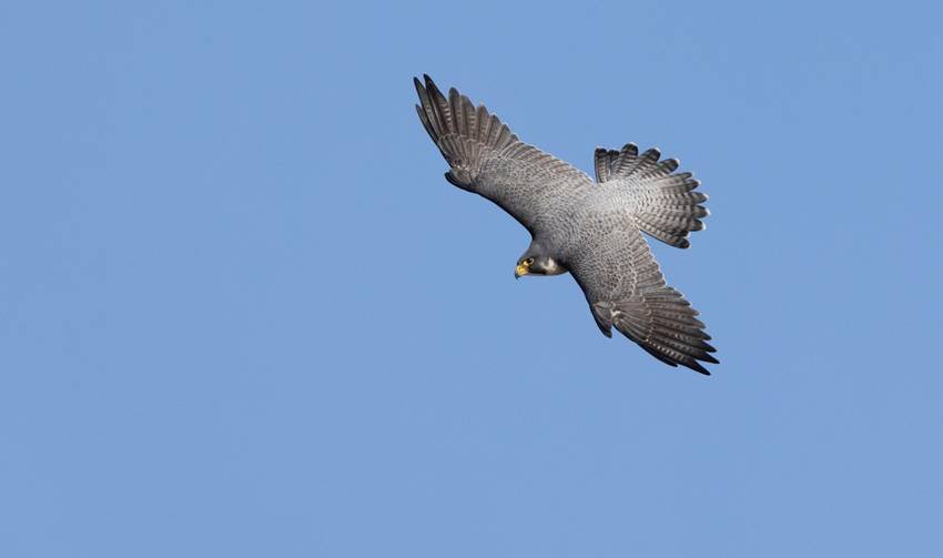 Peregrine Falcon