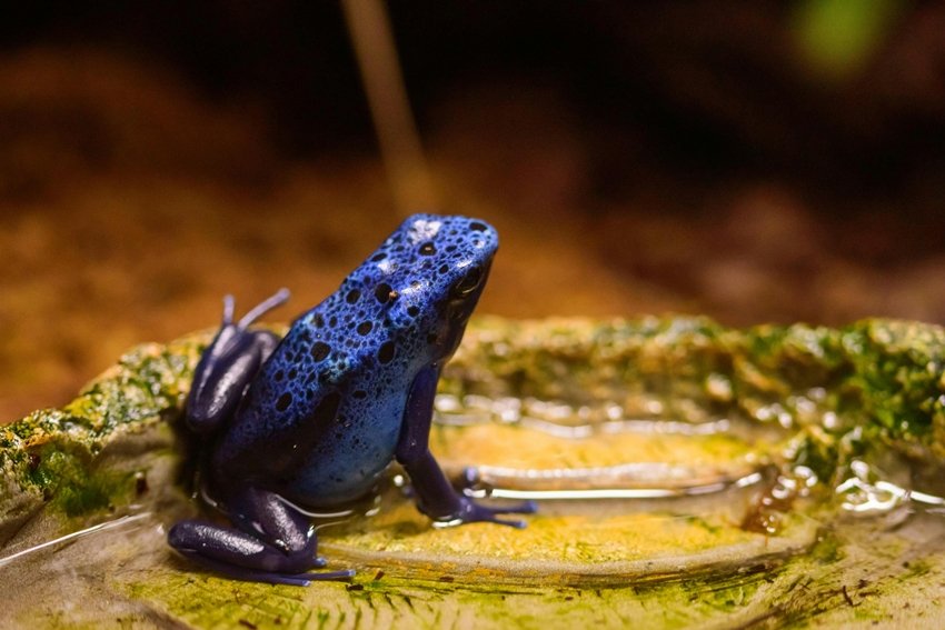 Poison Dart Frog