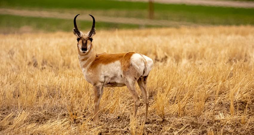 Pronghorn Antelope