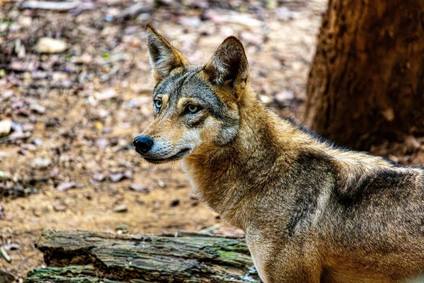 RED WOLF