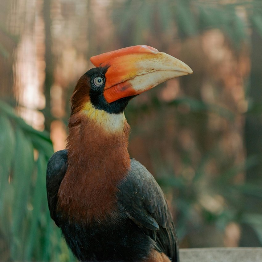 RUFOUS-NECKED HORNBILL