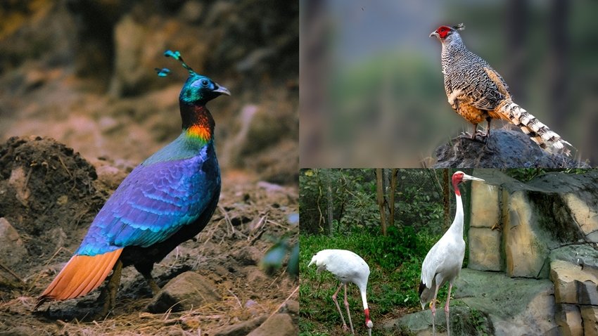 Rare Birds You Can Spot in Nepal