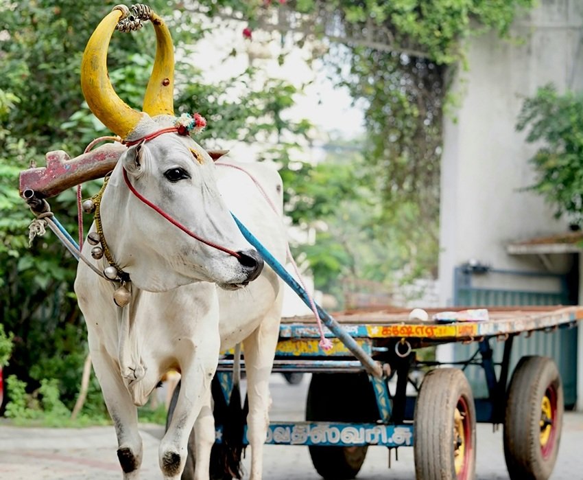 Reason behind Makar Sankranti date