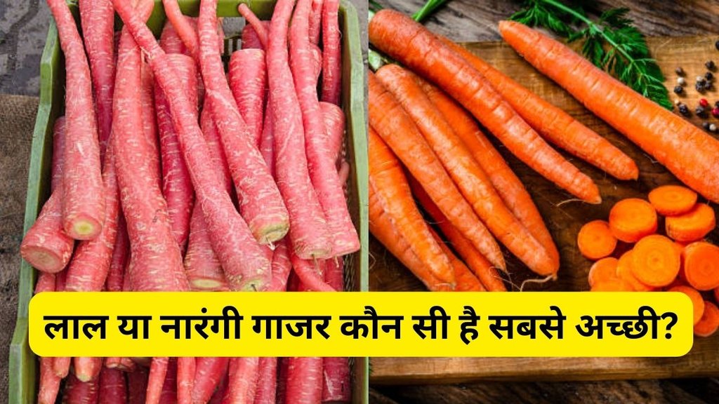 Red carrot vs Orange carrot, Health benefits red vs orange carrot, Winter carrot health benefits red vs orange, सर्दियों में लाल गाजर vs नारंगी गाजर कौन बेहतर, लाल गाजर और नारंगी गाजर में अंतर, Red carrot health benefits, Which carrot is healthier in winter, सर्दियों में गाजर खाने के फायदे और नुकसान
