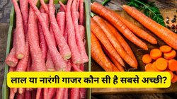 लाल या नारंगी गाजर, जानें आपकी सेहत के लिए कौन है ज्यादा फायदेमंद