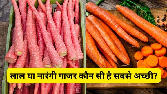 Red carrot vs Orange carrot, Health benefits red vs orange carrot, Winter carrot health benefits red vs orange, सर्दियों में लाल गाजर vs नारंगी गाजर कौन बेहतर, लाल गाजर और नारंगी गाजर में अंतर, Red carrot health benefits, Which carrot is healthier in winter, सर्दियों में गाजर खाने के फायदे और नुकसान