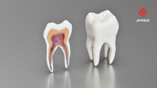 Science Is Rewriting What We Know About Wisdom Teeth