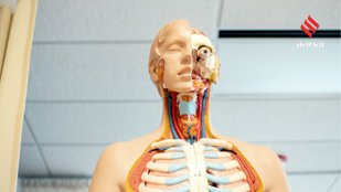 Scientifically Proven Body Facts That Seem Impossible