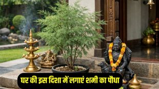 Shami Plant Vastu Benefits, Shami Plant Vastu Direction
