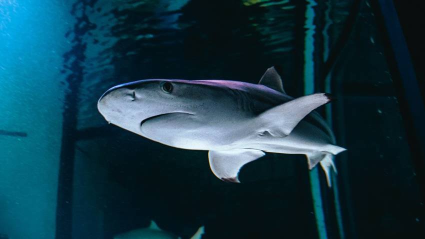 Shortfin Mako Shar