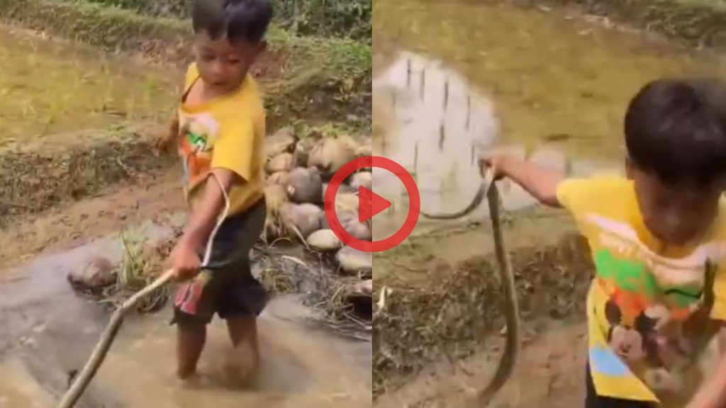Child Rescues snake after seeing him in farms Shocking viral video amazes netizens