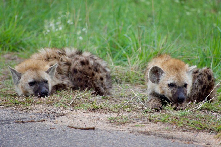 Spotted hyena