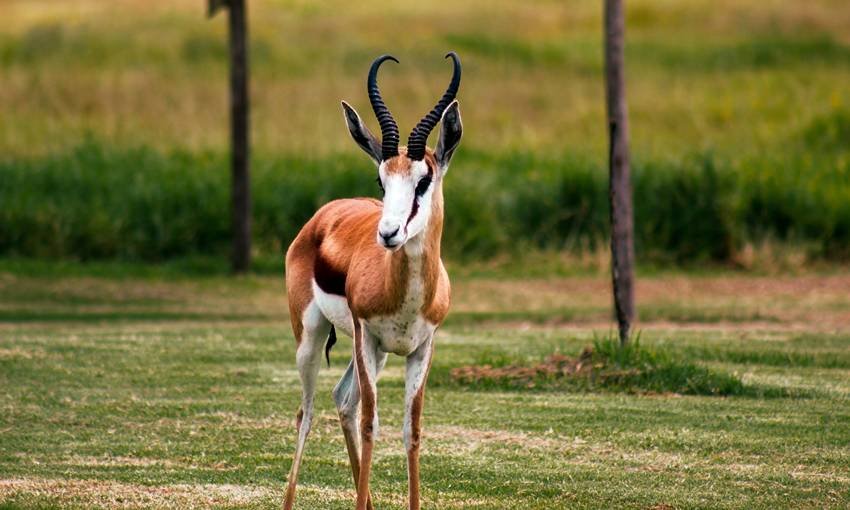 Springbok