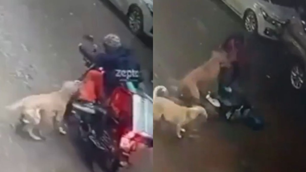 Stray dog attacks two passer by within minutes in gurugram horrific cctv footage ignites debate