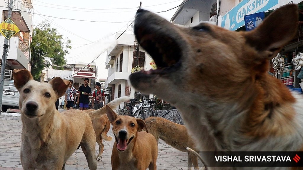 Stray Dog Menace, Dog Bite Cases India, Supreme Court Stray Dogs