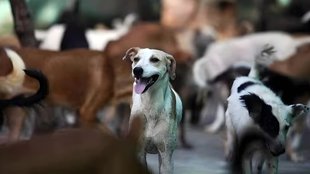 Stray Dogs Counting in Bihar | latest news | hindi news